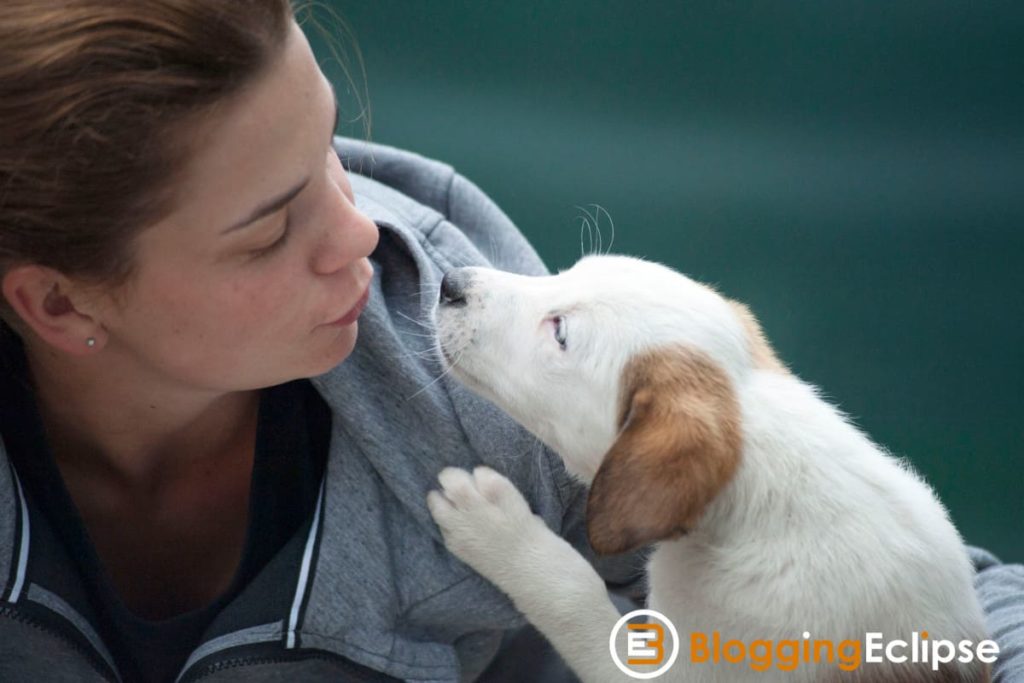 10 самых прибыльных ниш для Affiliate Сайты: 2026 Выпуск 7 Ниша по уходу за домашними животными